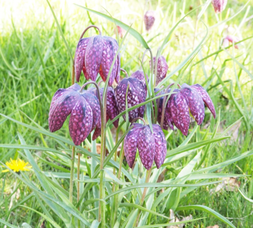 Snakes head fritillaries, Sheila Sims