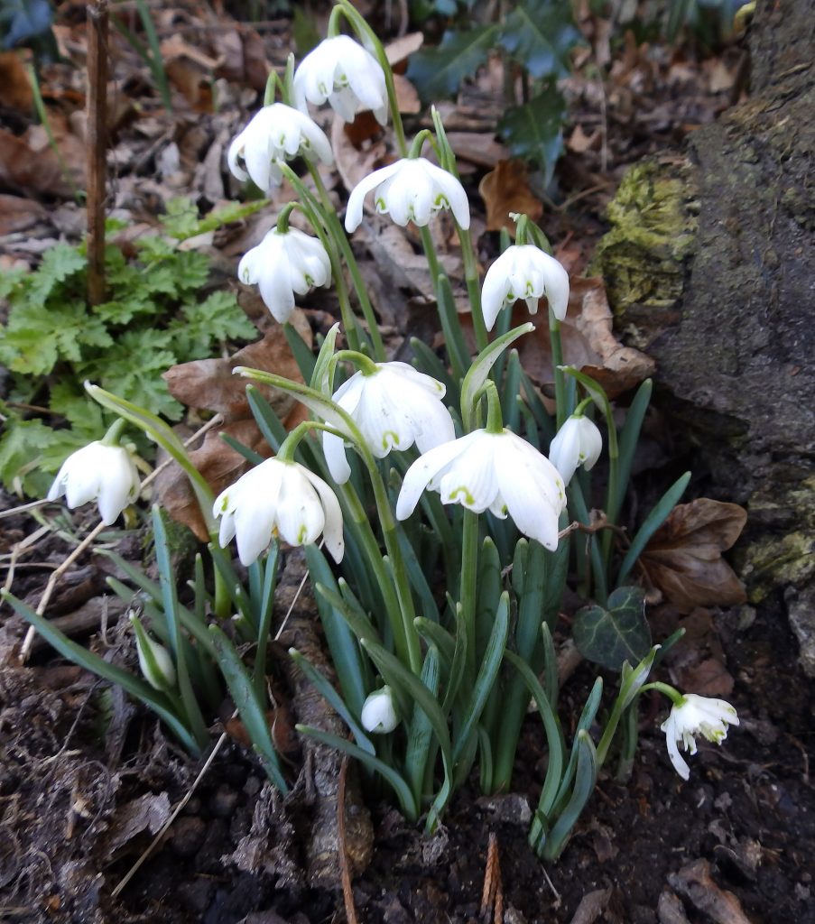 Snowdrops, Sheila Sims