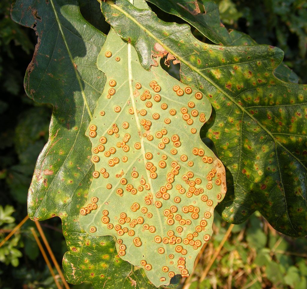 Spangle galls, Sheila Sims