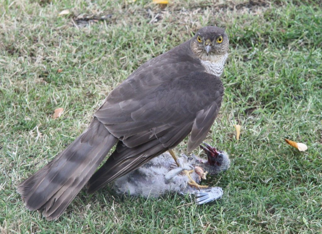 Sparrow hawk... with prey, Nicki Dixon