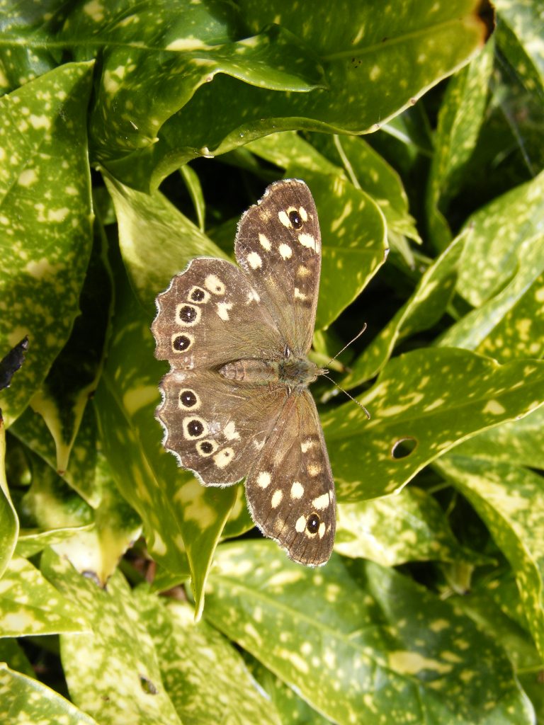 Speckled wood, Sheila Sims