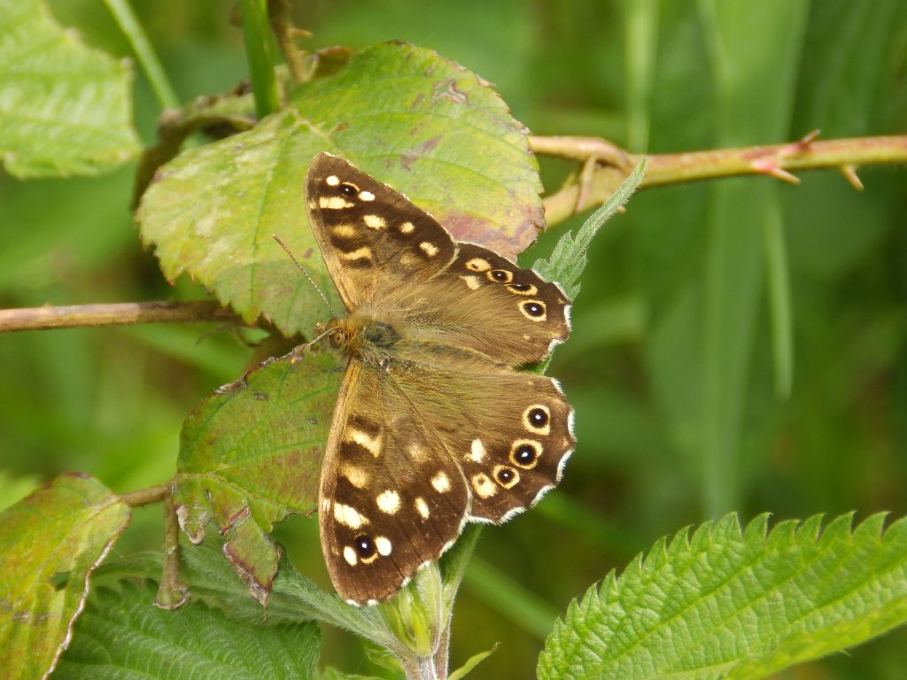 Speckled wood, Sheila Sims