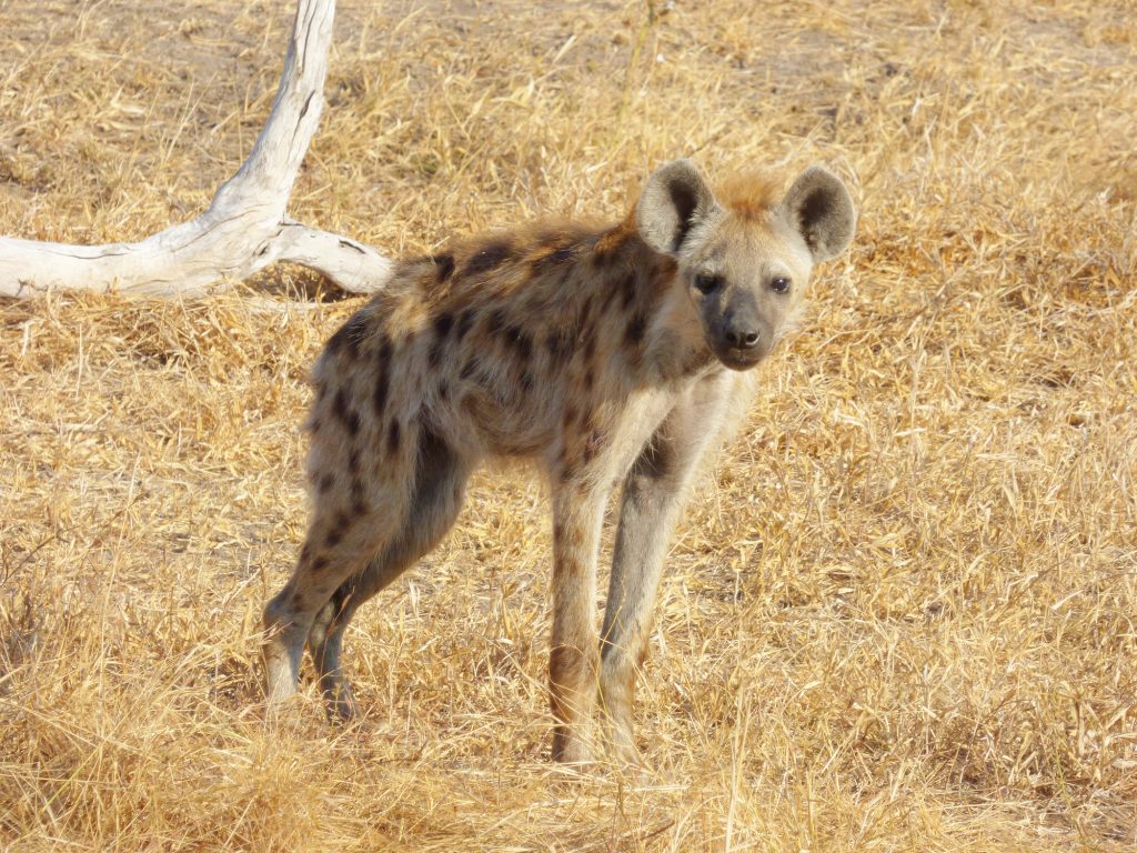 Spotted hyena, Sheila Sims