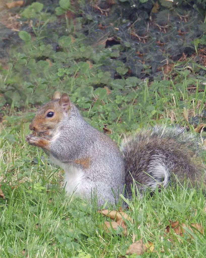 Will he become a raresight? Sheila Sims