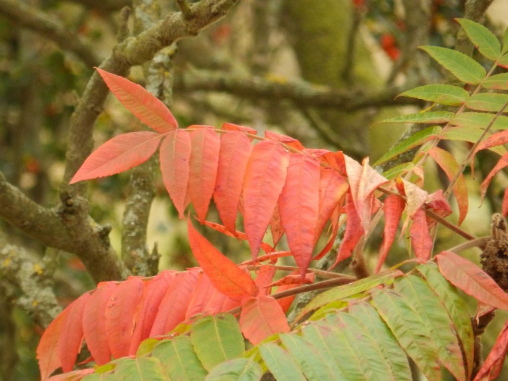 Stunning autumn colour, Sheila Sims