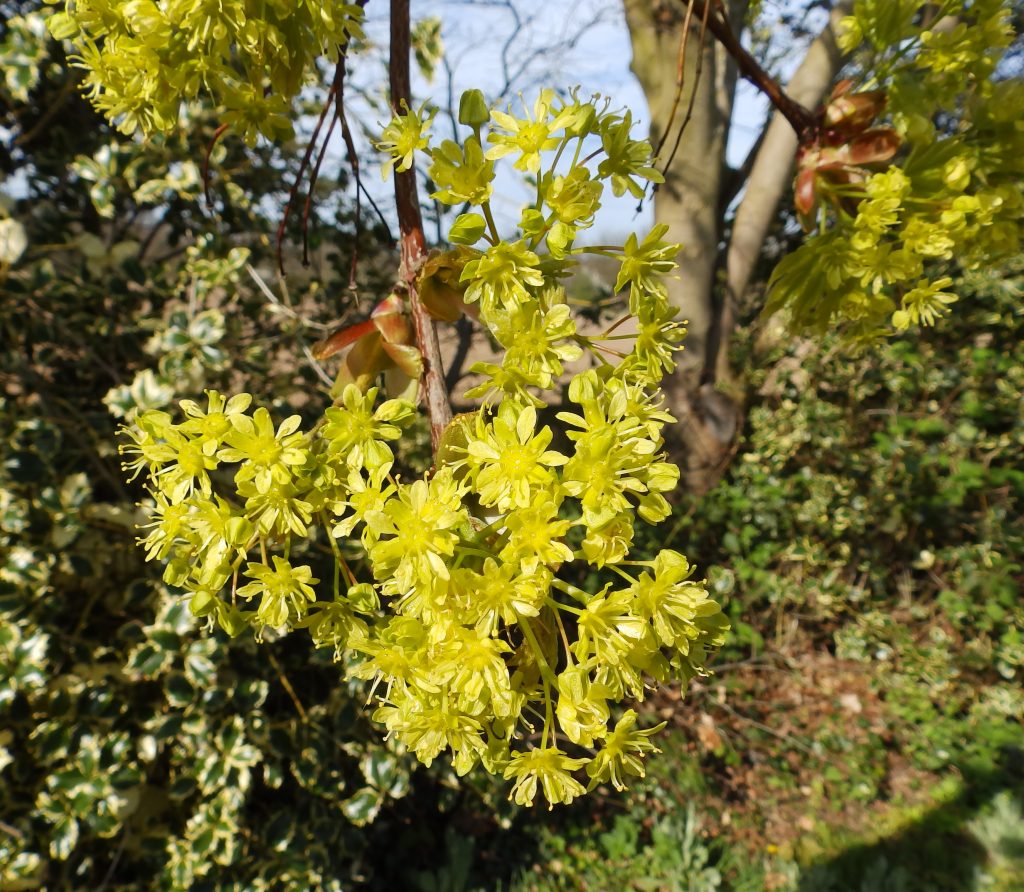 Sycamore flowers, Sheila Sims