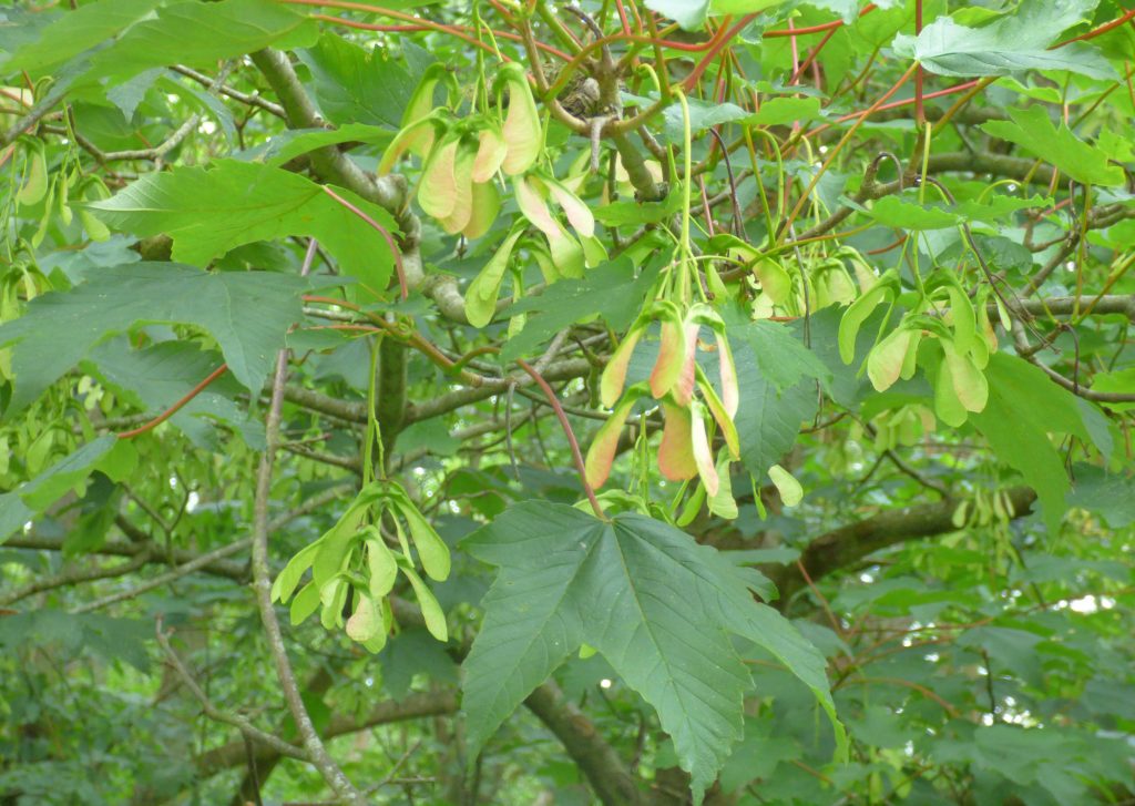 Sycamore seeds – Sheila Sims