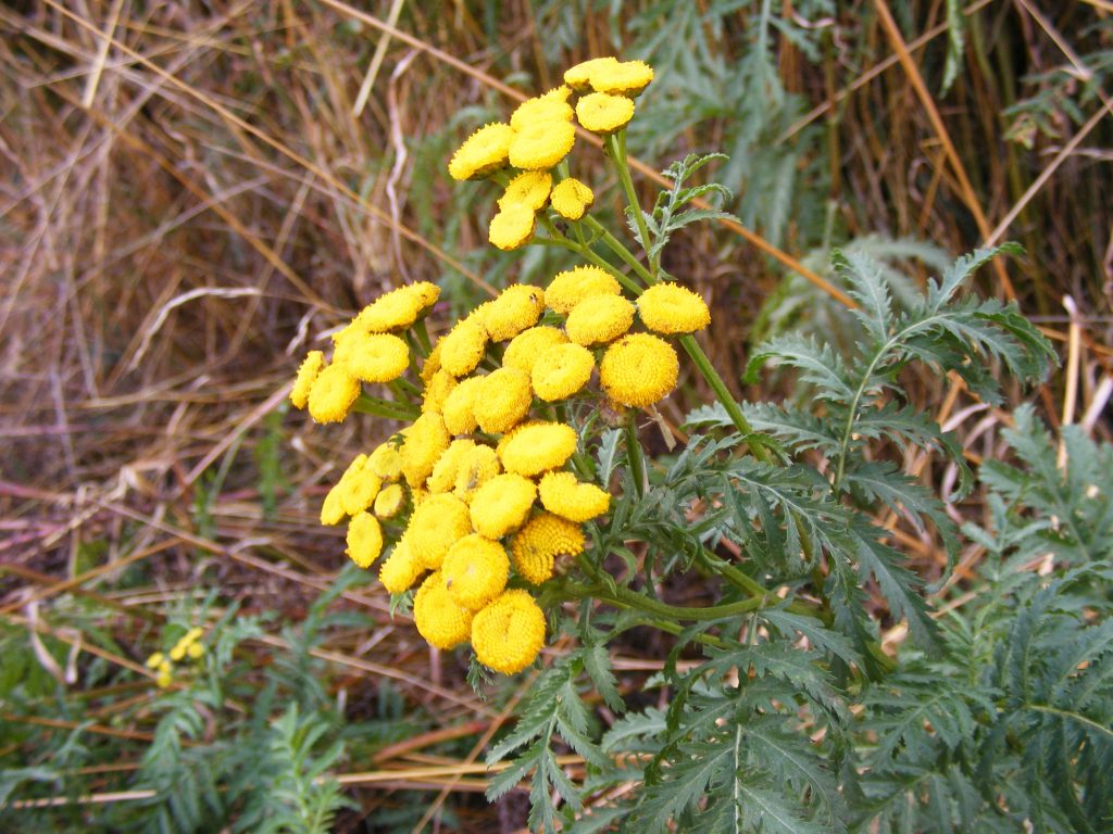 Tansy, Sheila Sims