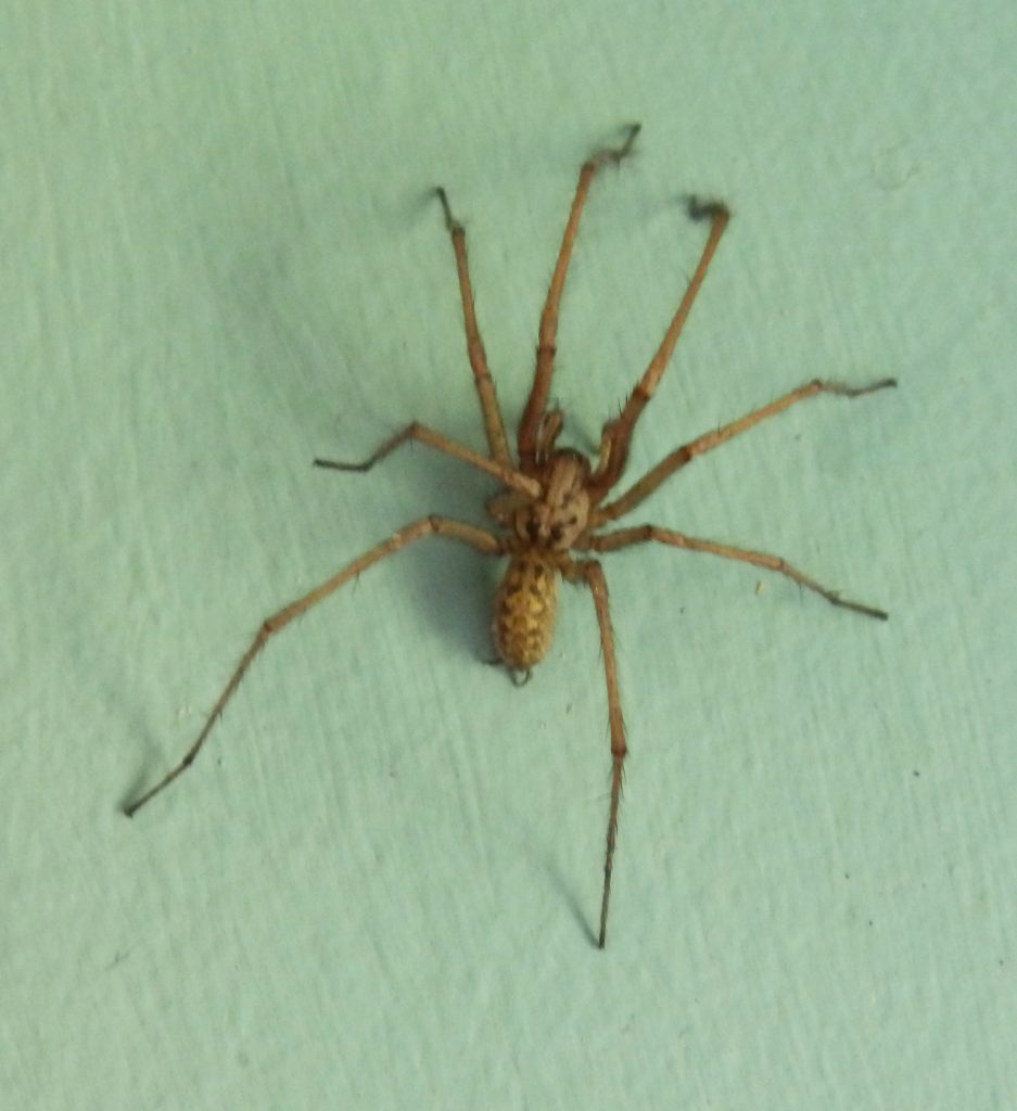 Tegenaria, Sheila Sims