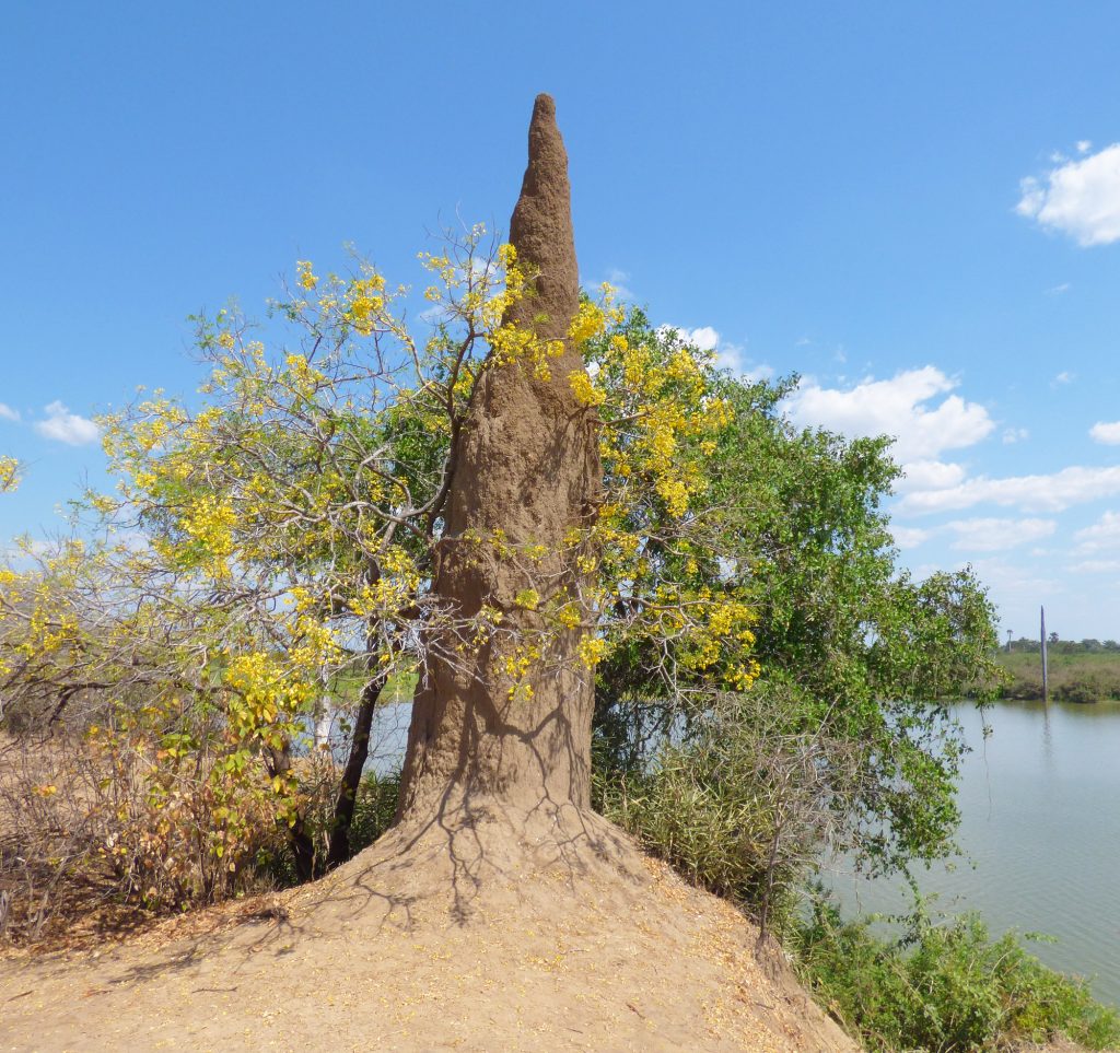 Termite mound, Sheila Sims