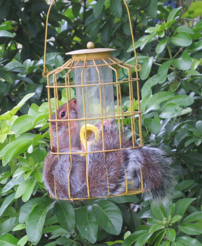A Squirrel-proof-feeder? I hope they kept the receipt! Janet Clague