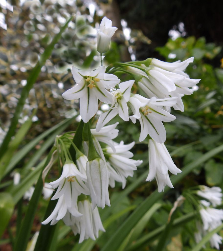 Three-cornered leek, Sheila Sims