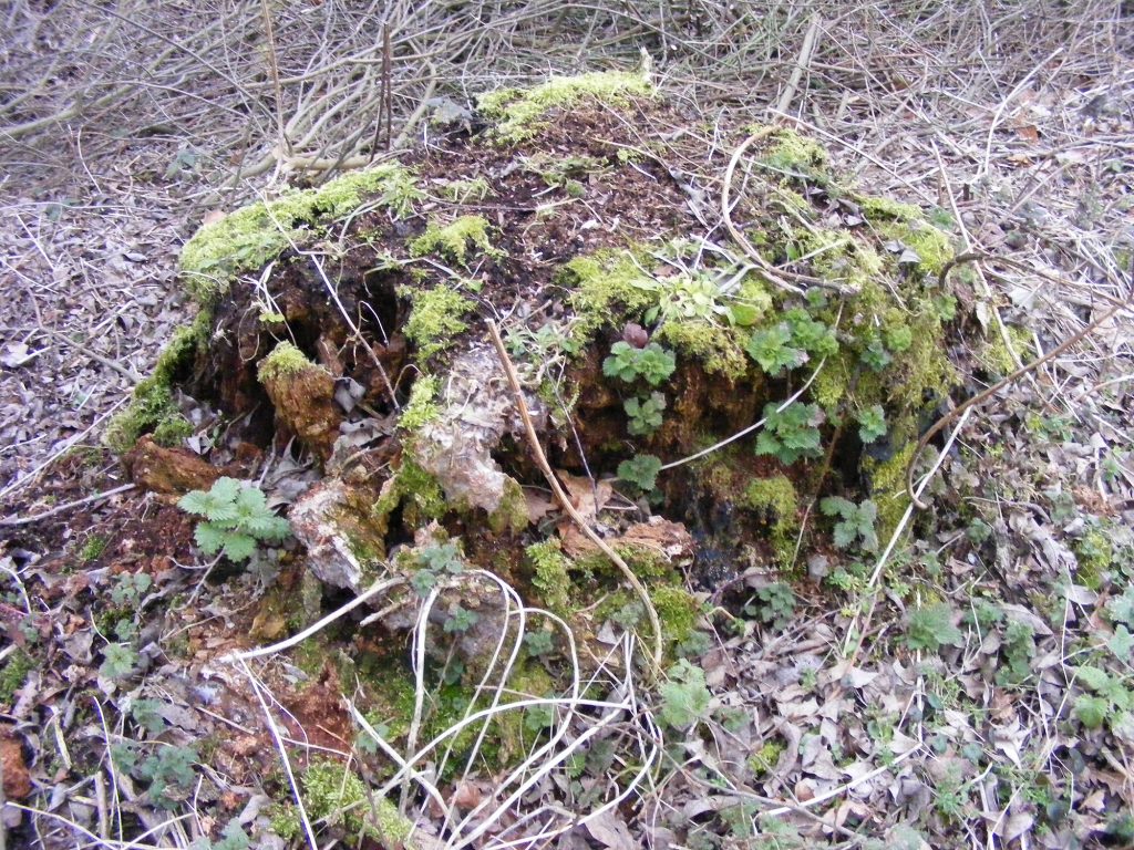 Tree stump with lodgers! Sheila Sims