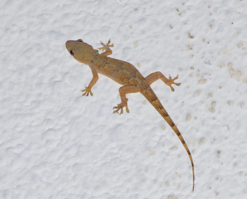Tropical house gecko on the wall, Sheila Sims