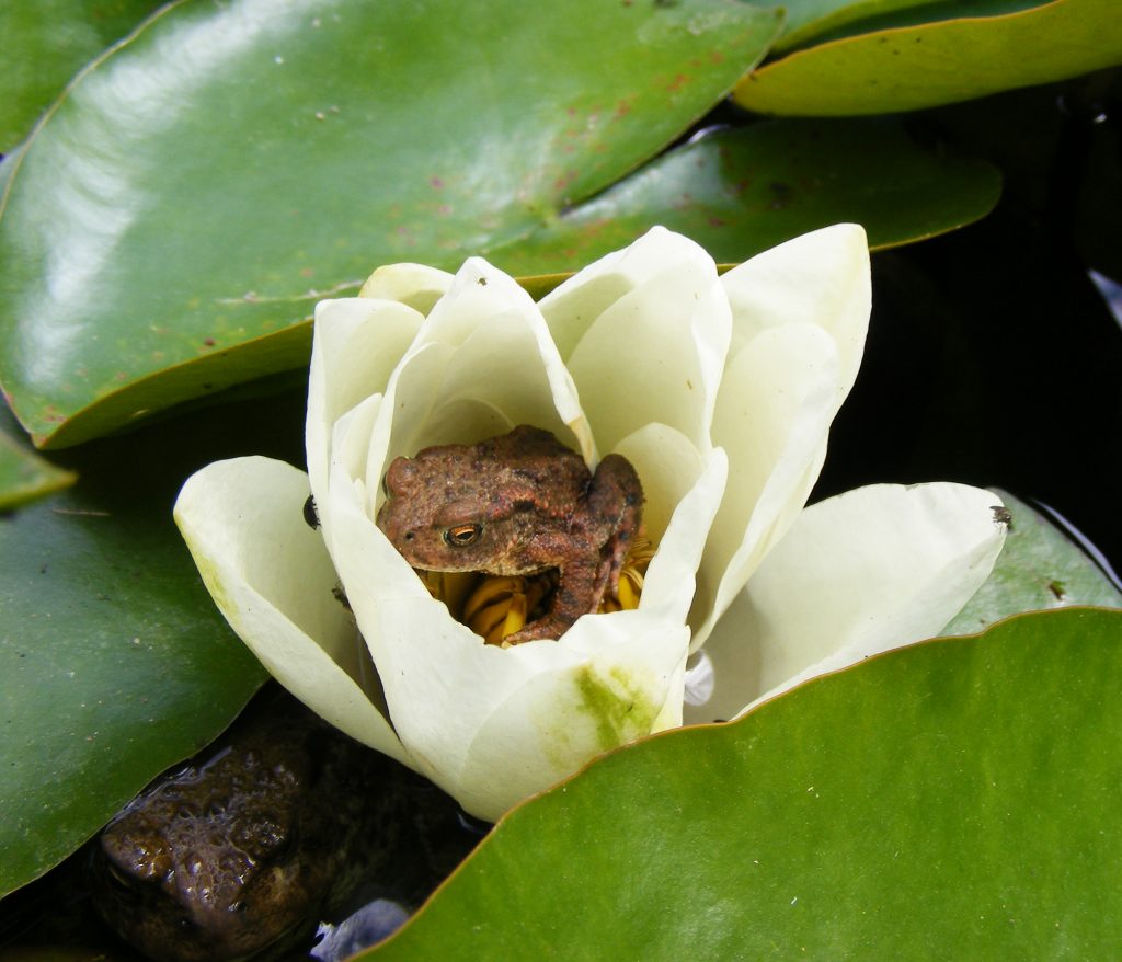 Two toads! – Sheila Sims