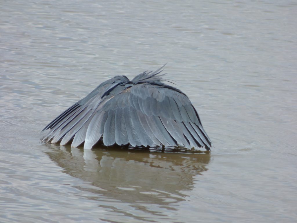 (Heron) Umbrella bird, Sheila Sims