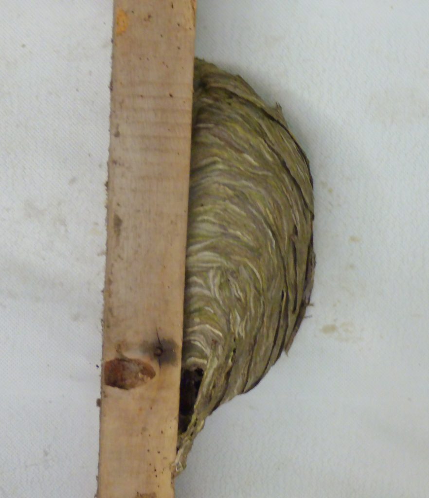 Wasps’ nest, Sheila Sims