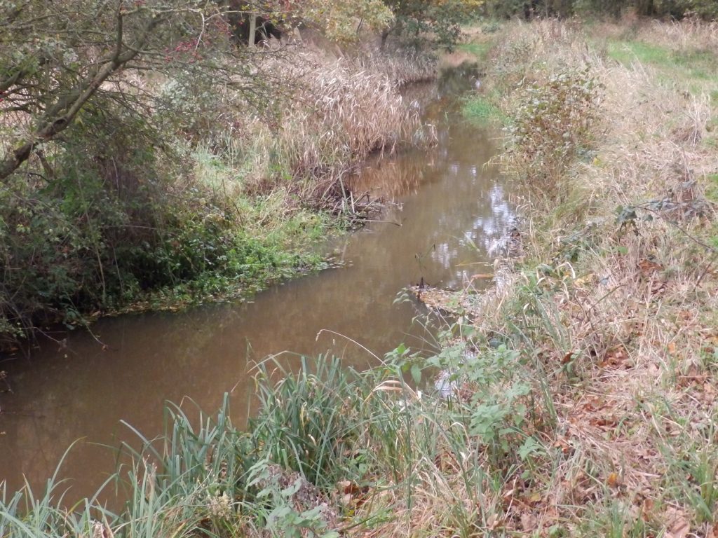 Ideal Water vole habitat, Sheila Sims