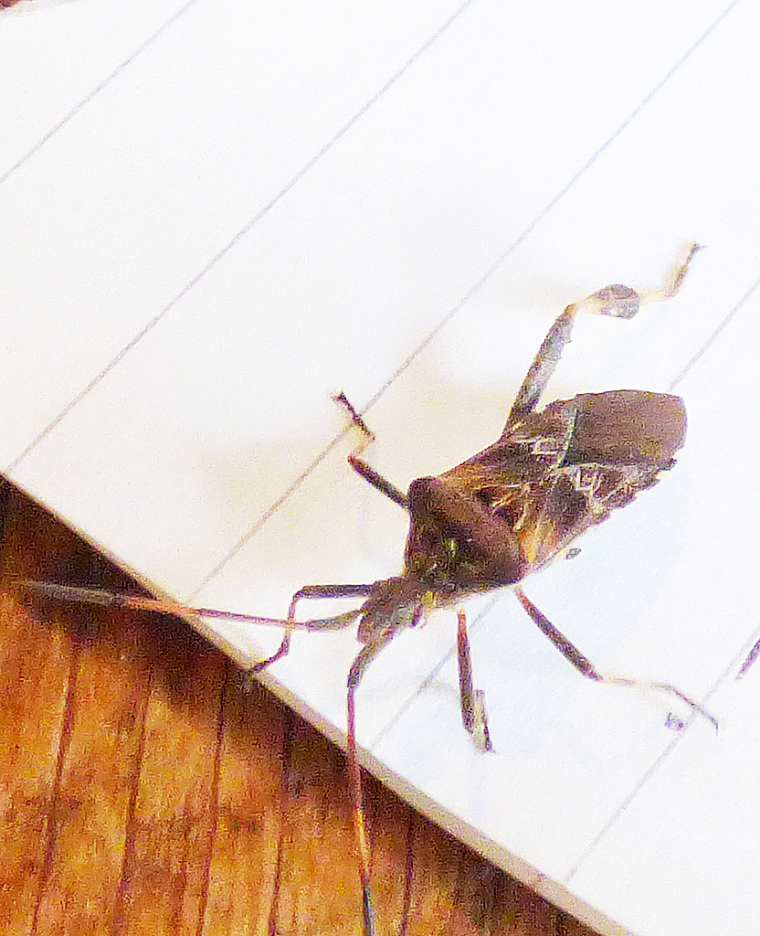 Western conifer seed bug, Sheila Sims