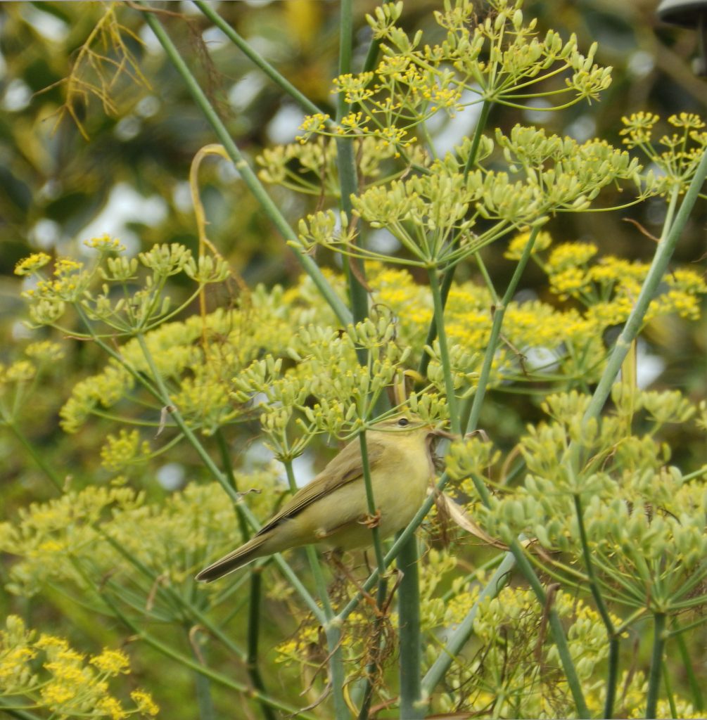 Willow warbler, Sheila Sims