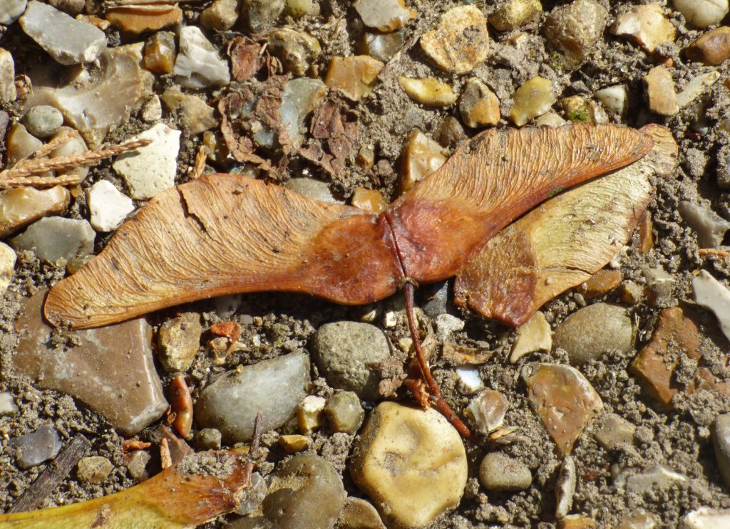 Winged Sycamore seed, Sheila Sims