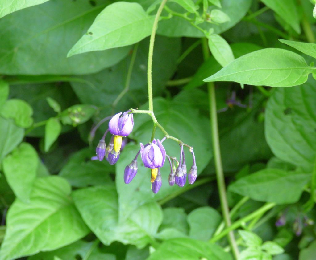 Woody nightshade or Bittersweet, Sheila Sims