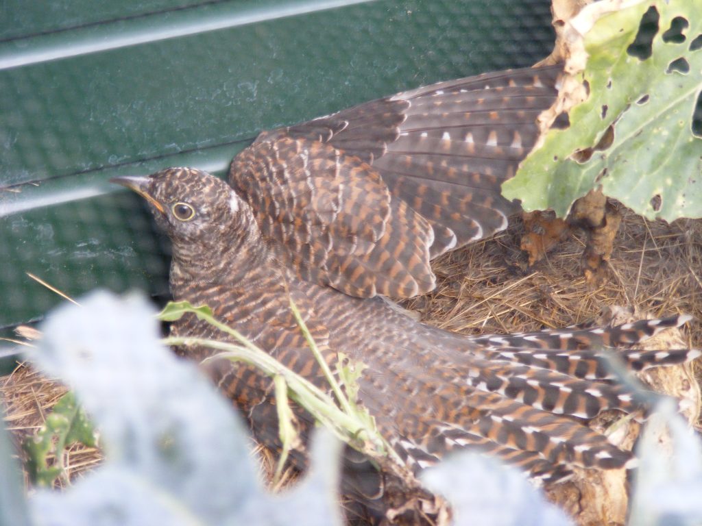 Young Cuckoo, Sheila Sims