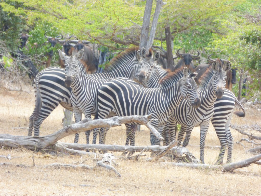 Zebra, Sheila Sims