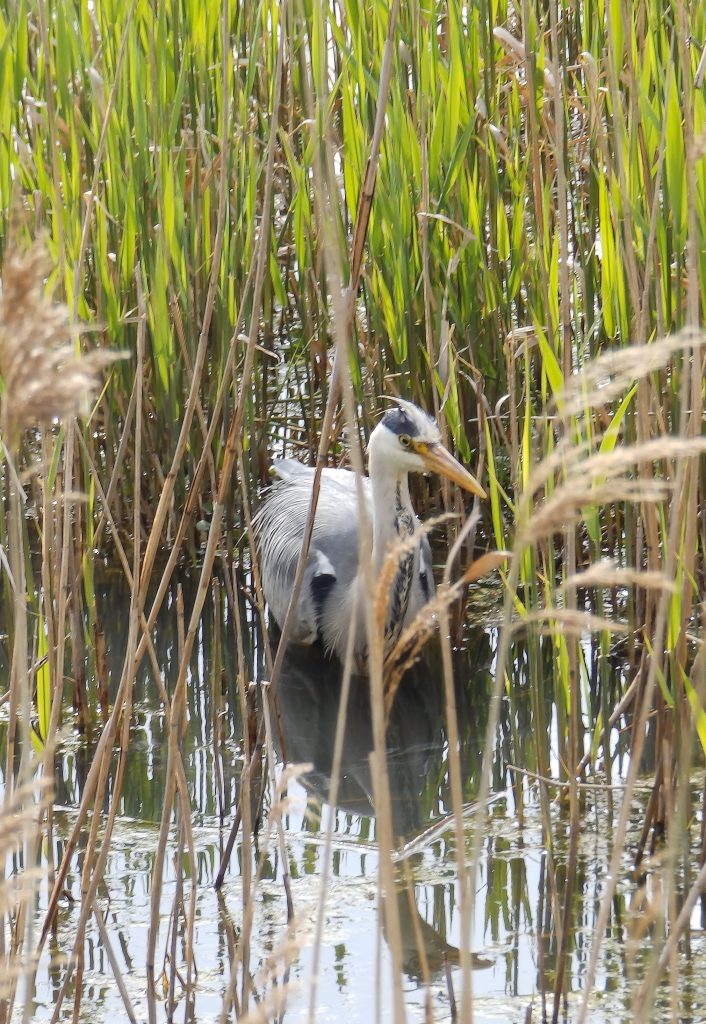 grey heron stalking Sheila Sims
