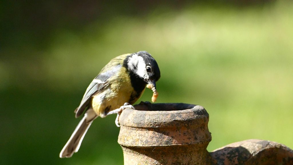 A juicy grub for chicks, Mike Sims