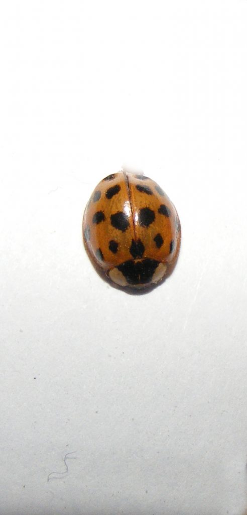 Harlequin ladybird, Sheila Sims