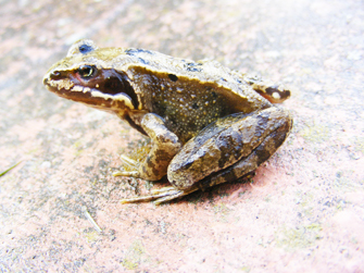 Common frog, Sheila Sims