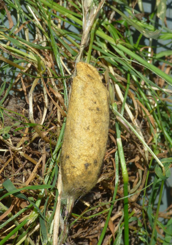 Drinker moth cocoon, Sheila Sims
