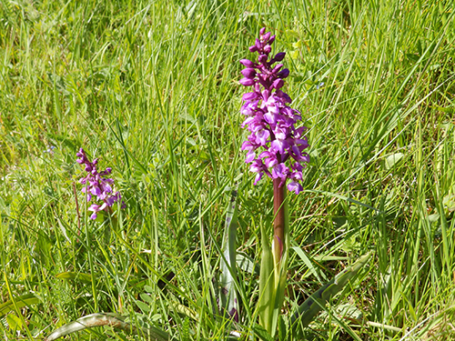 Early purple orchids, Sheila Sims
