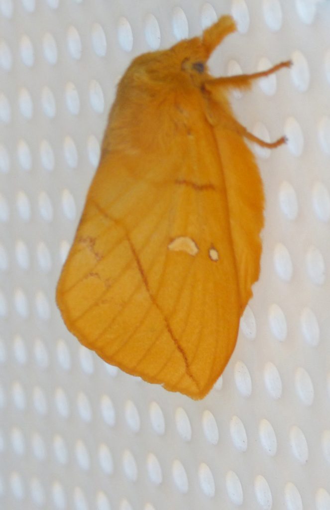 Female Drinker moth, Sheila Sims