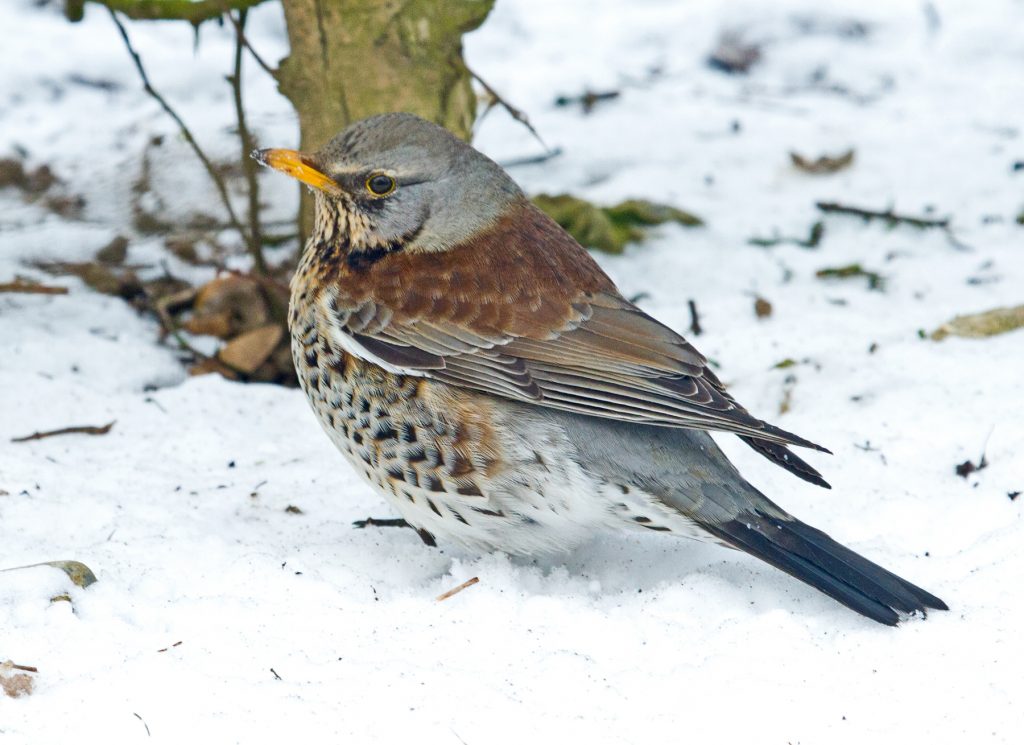 Fieldfare, Rodney Womack