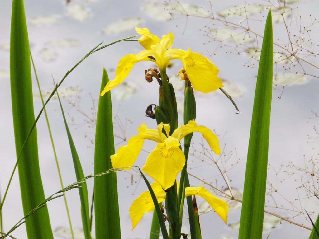 Flag iris, Sheila Sims
