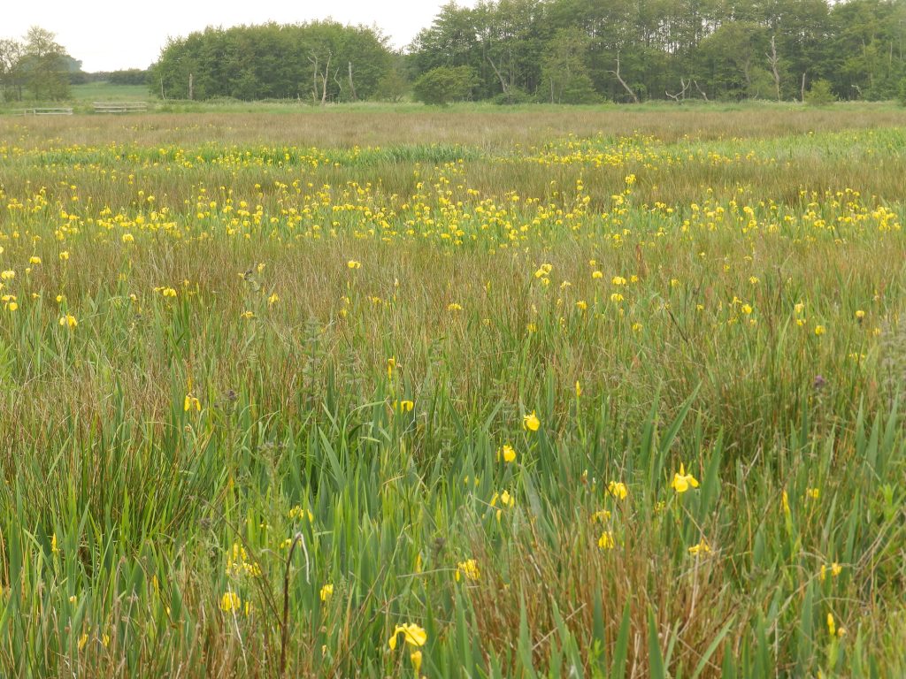 Flag irises growing on marshland, Sheila Sims
