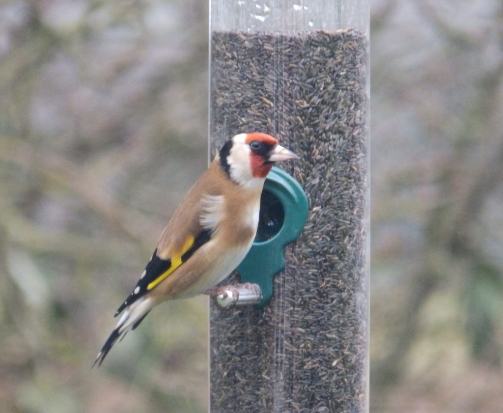 Goldfinch, Sheila Sims
