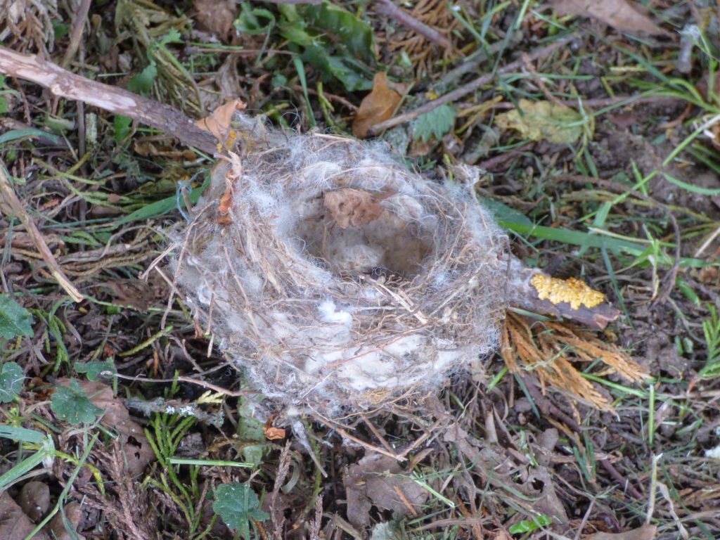 Goldfinch’s nest, Sheila Sims