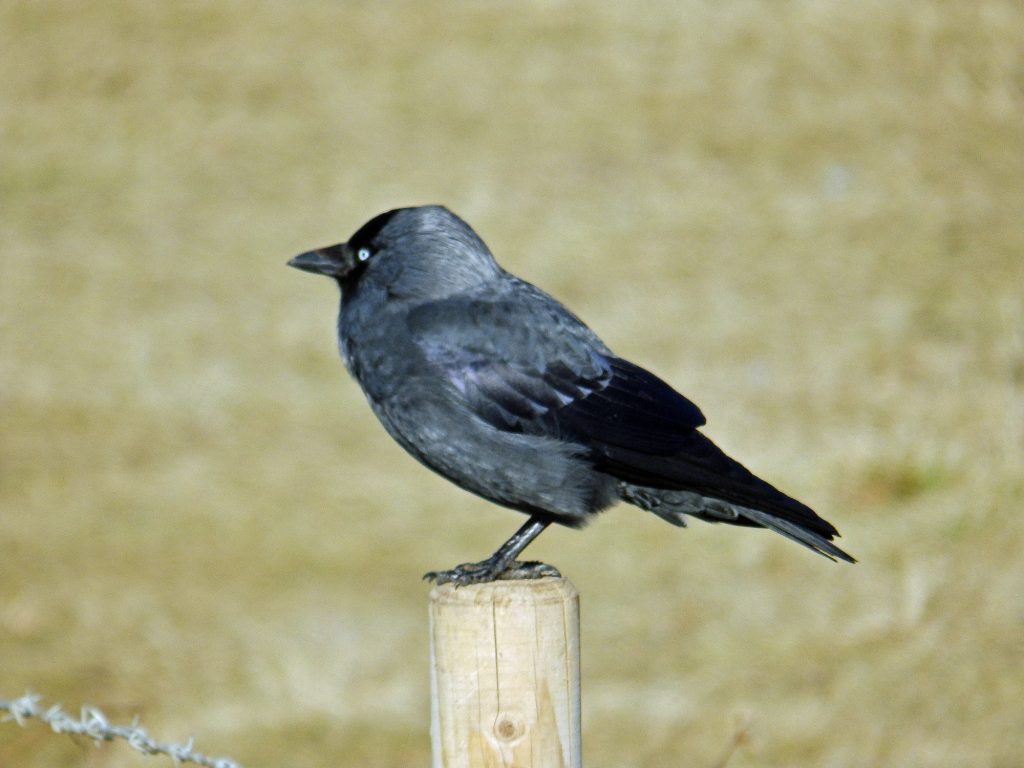 Jackdaw, Sheila Sims