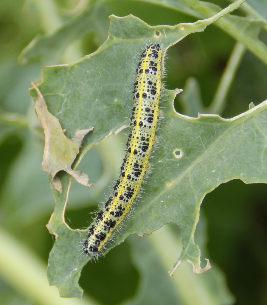 ... and caterpillar, Sheila Sims