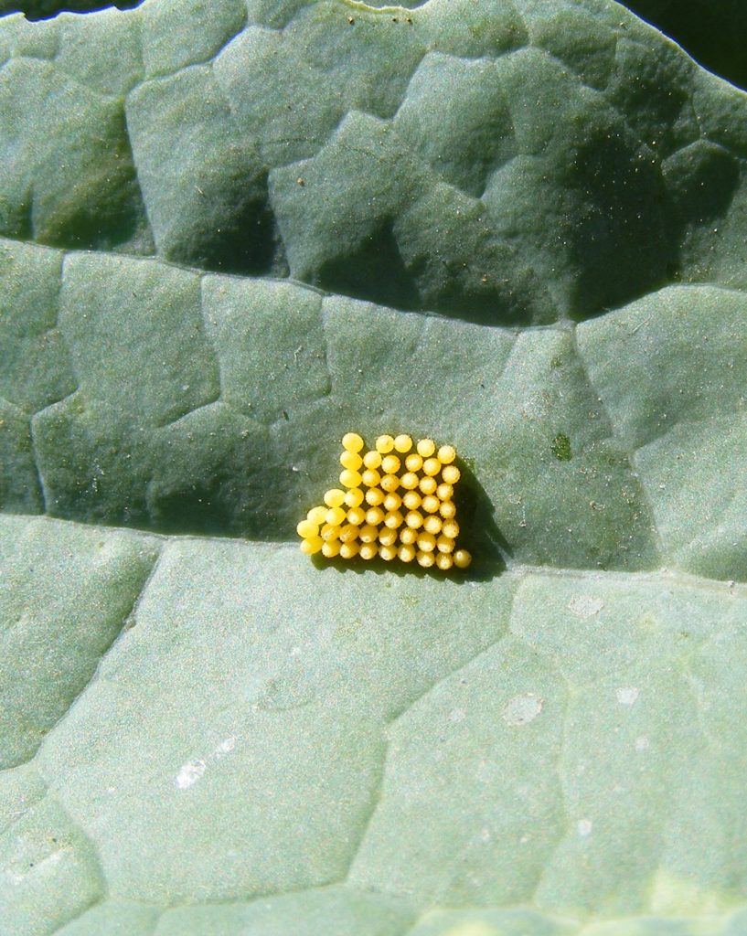 Large white eggs… Sheila Sims