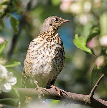 Mistle thrush, Pexels Photos