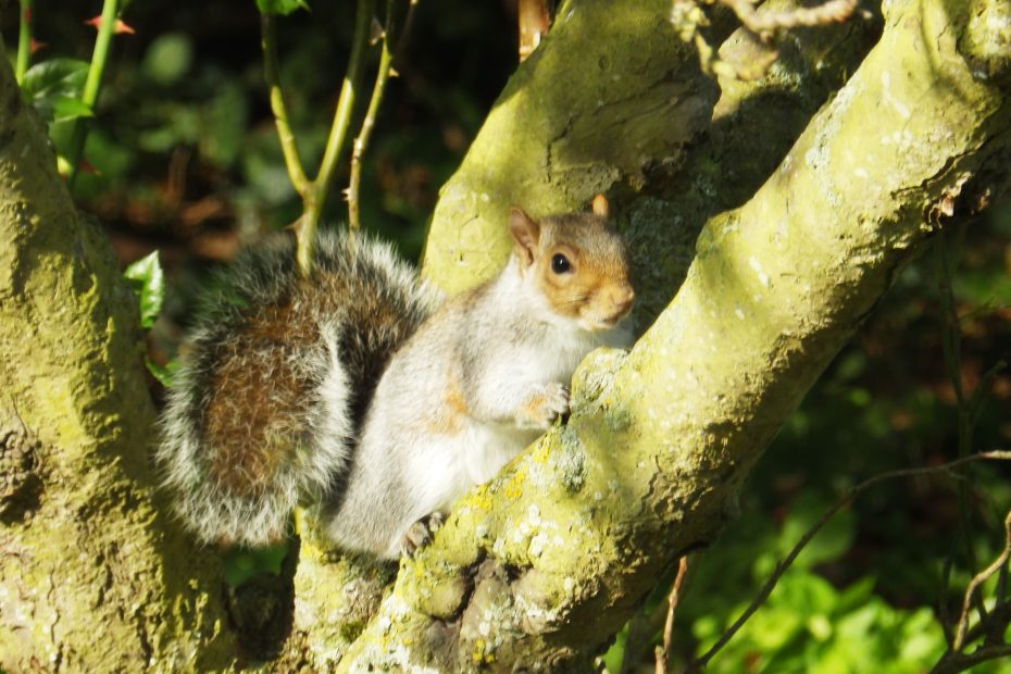 Squirrel One of the team! Sheila Sims