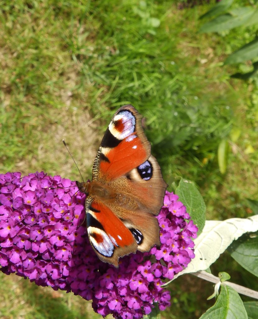 Peacock, Sheila Sims