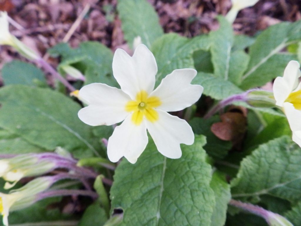 Primrose, Sheila Sims