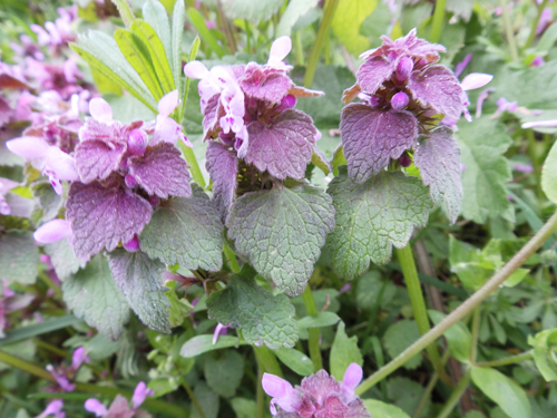 Red dead nettle, Sheila Sims