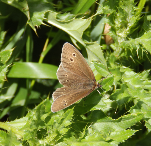 Female Ringlet, Sheila Sims