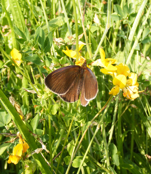Male Ringlet, Sheila Sims